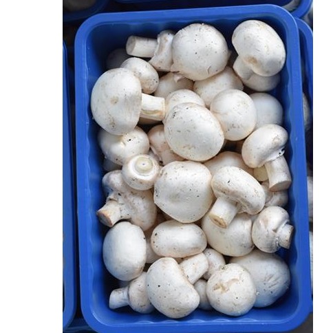 قارچ بسته بندی 400 گرمی