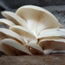 قارچ بیبی 250گرمی